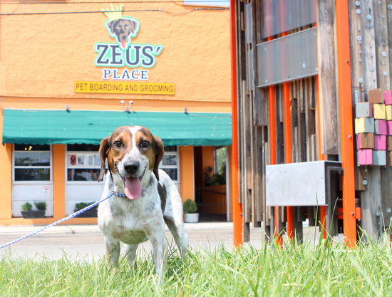 ZeusDogs 00006