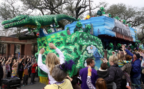 iris alligator