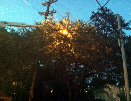 Power lines emerge from a thicket of branches as an Entergy worker repairs the broken power line. (Photo by Jean-Paul Villere for UptownMessenger.com)