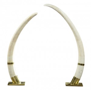 Pair of large mid-20th century African ivory elephant tusks, 60 inches tall and 79 ½ inches long.