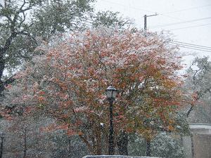"That one time I saw them in the snow," writes Jeffrey Bostick. (via http://librarychronicles.blogspot.com, used with permission)
