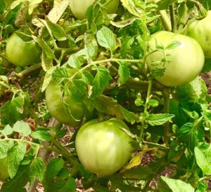 Next weeks tomatoes on the vine (Froeba)